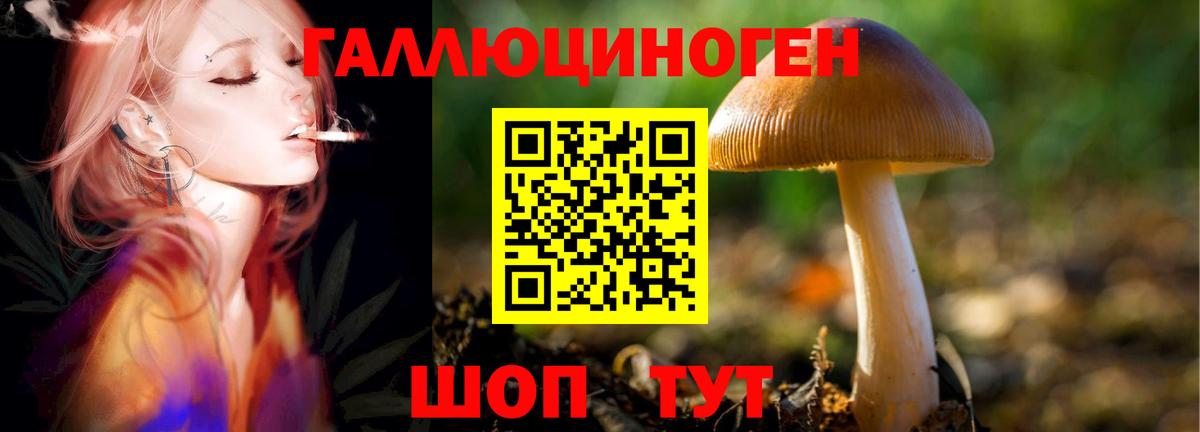 Псилоцибиновые грибы Psilocybine cubensis Кировск